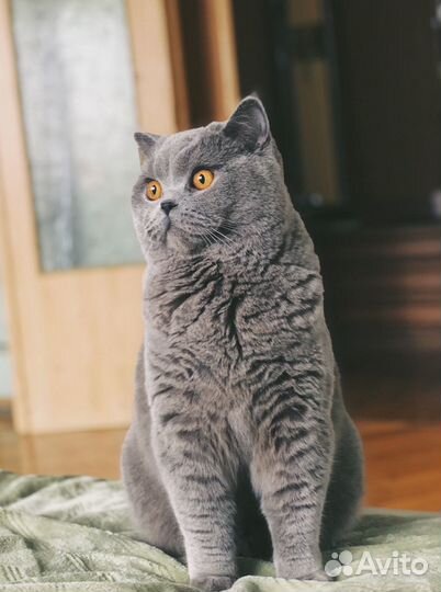 Передержка кошек/котов