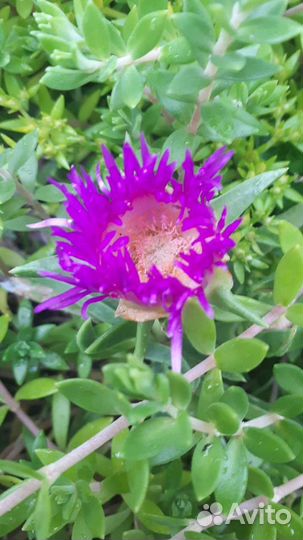 Карпобротус