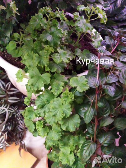 Пеларгония курчавая