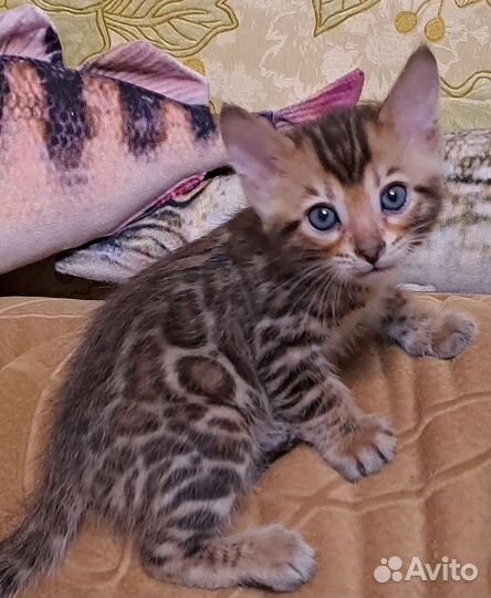 Бенгальский котенок мальчик