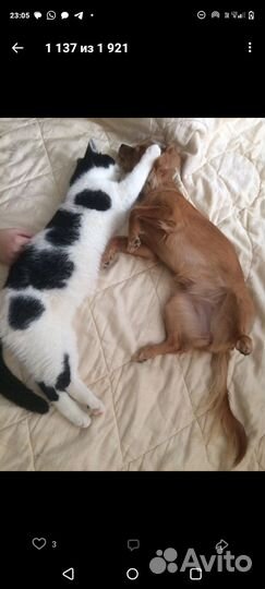 Щенок чихуахуа мальчик