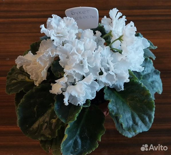 Фиалка Букет невесты на любое пожелание