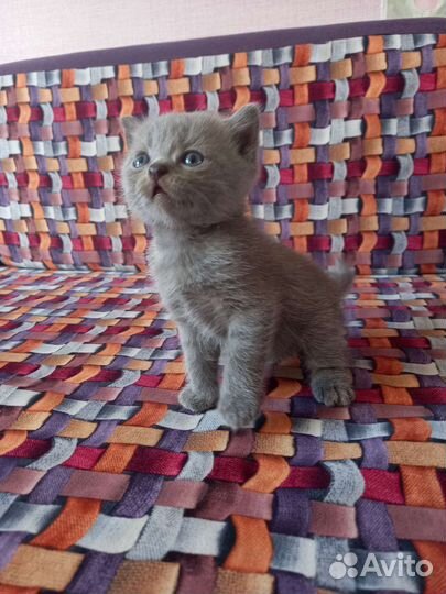 Котята в добрые руки британец