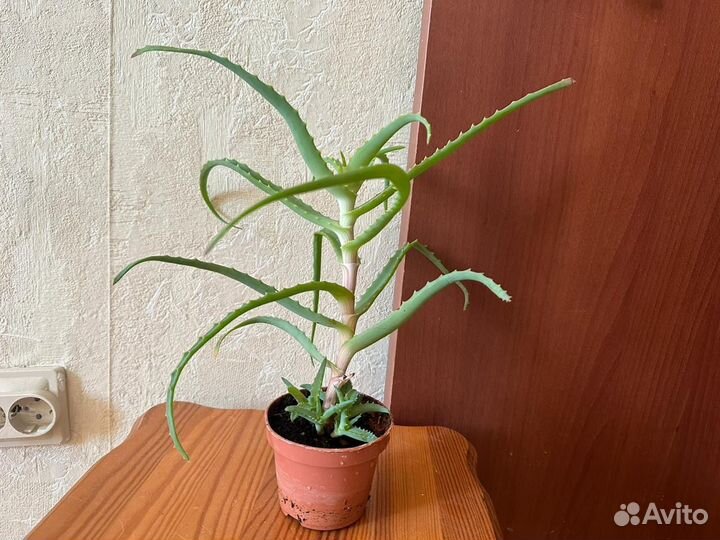 Алоэ лечебный столетник комнатное растение