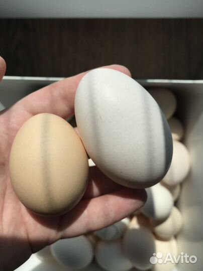 Яйцо куриное(Пушкинская порода)на инкубацию и еду)