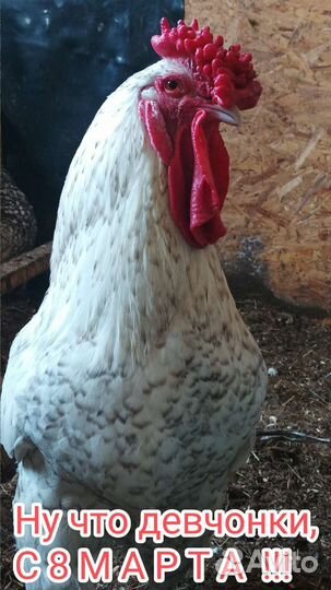 Яйцо инкубационное