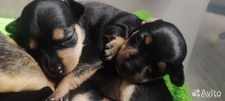 Той-терьер щенки