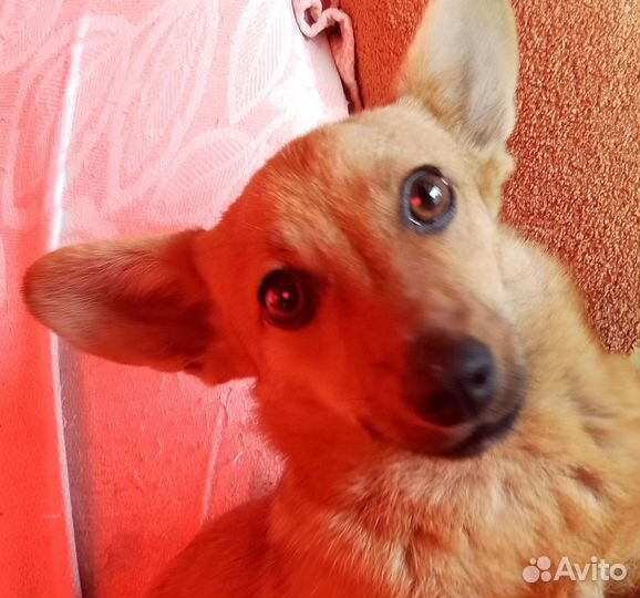 Отдам пёсика в добрые руки