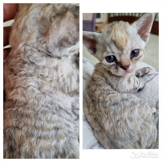Котята девон-рекс