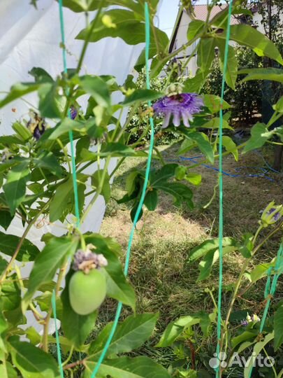 Саженцы Маракуйи, Банана, Инжир, гранат и тд