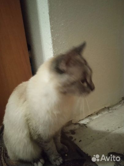 Нашли кота в 3 мкр взять не можем помогите