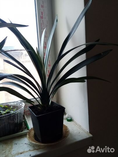 Комнатные цветы кливия