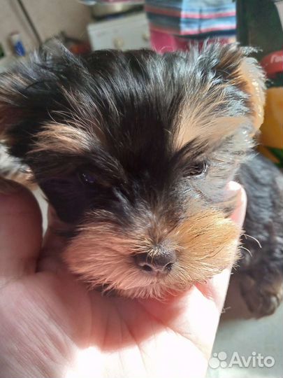 Собаки щенки