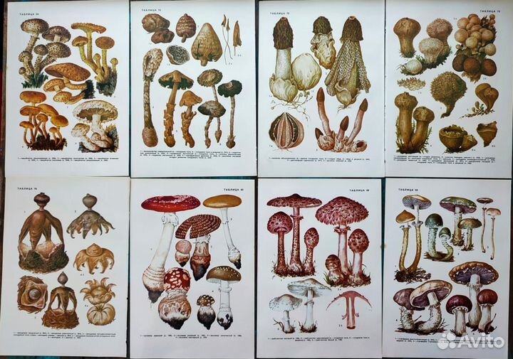 Винтажные ботанические открытки грибы