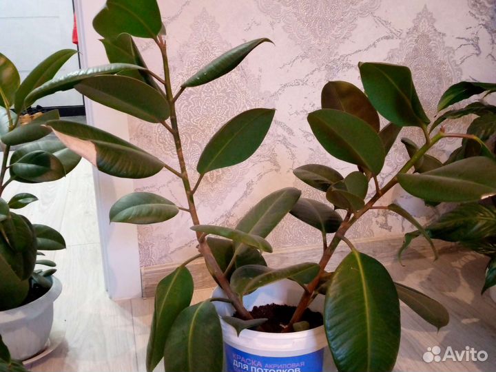 Комнатные цветы