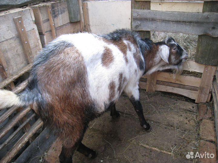 Козел на вязку