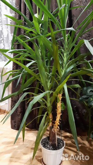 Комнатный цветок