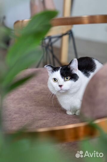 Кот Василий в добрые руки