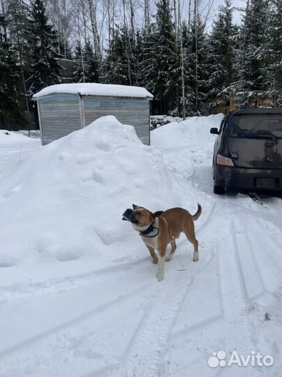 Вязка кобель