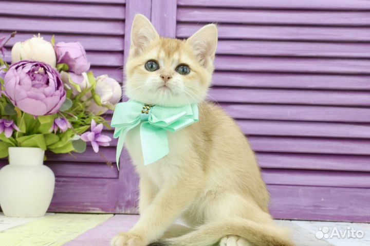 Котик золотая шиншилла ny12 с прививками