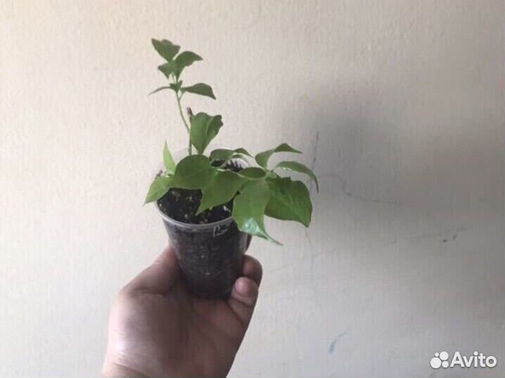 Бугенвиллия черенки Glabra