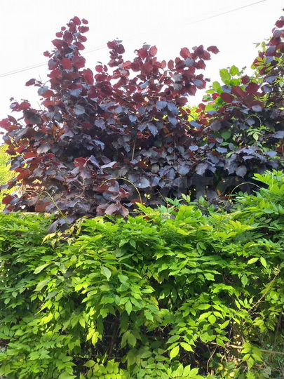 Комната 20 м², 1/5 эт.