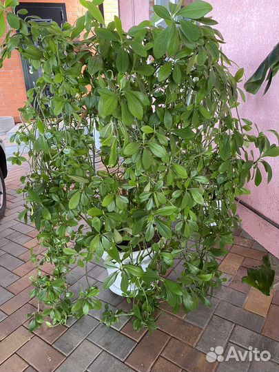 Цветы комнатные