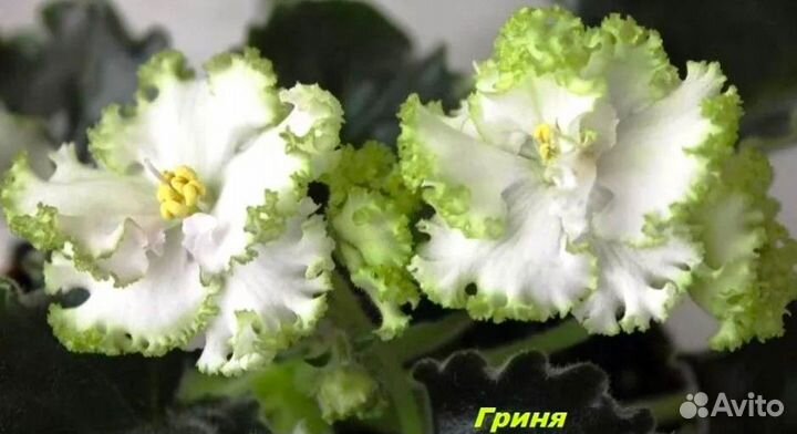 Сортовая фиалка 