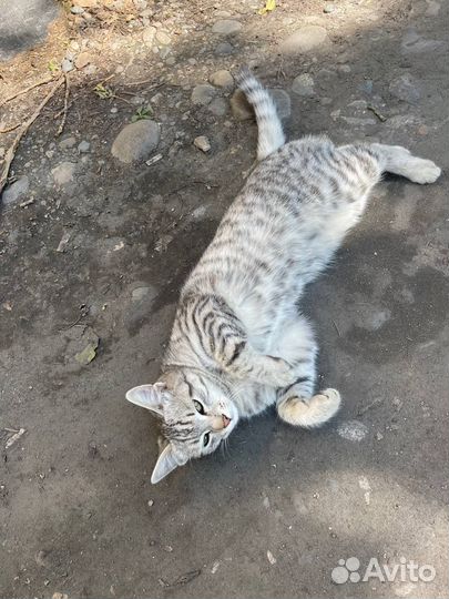 Отдам кота в добрые руки