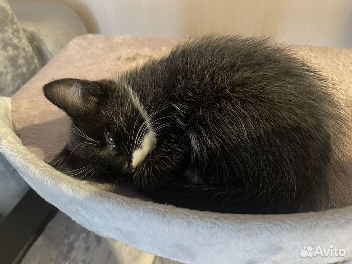 Отдам котенка в добрые руки
