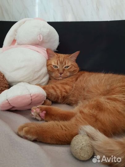 Передержка собак и кошек