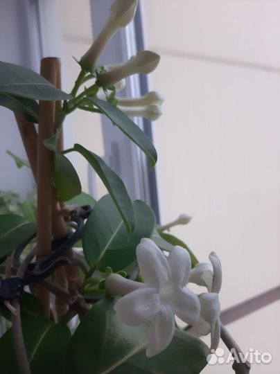 Стефанотис