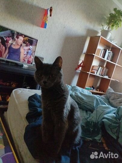 Британская