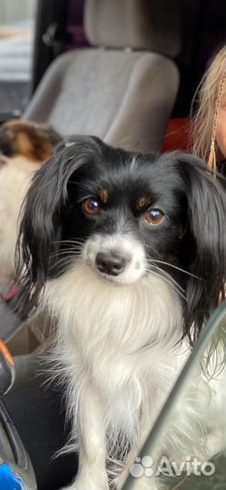 Щенки папийона