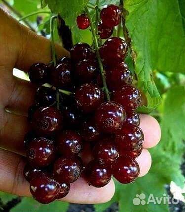 Смородина чёрная красная белая розовая