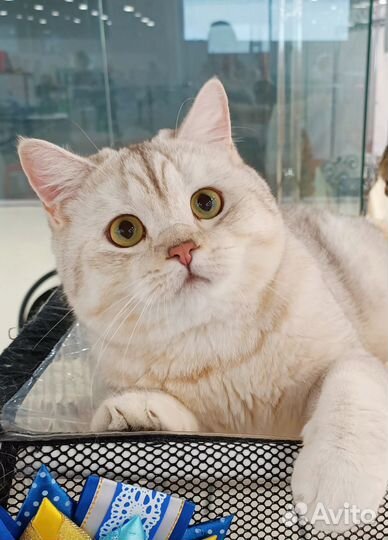 Шотландский кот страйт на вязку