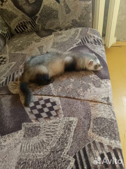 Продам хорька