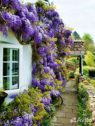 Семена и саженцы Глициния Вистерия Блю Мун Подмоск