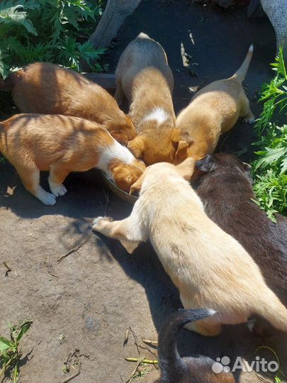 Щенки в добрые руки