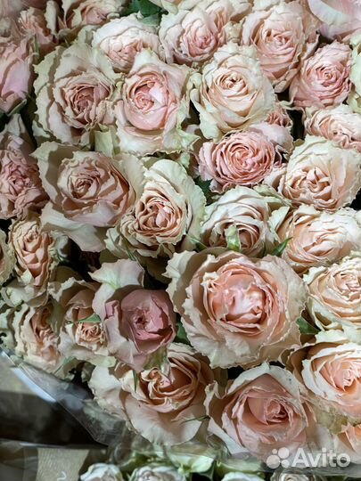 Роза кустовая