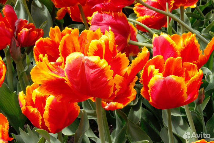 Тюльпаны оптом от производителя