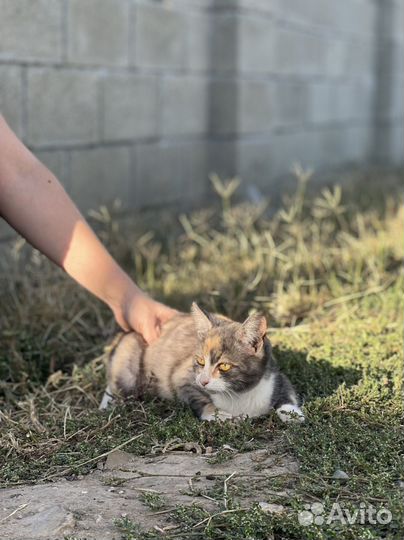 Котёнок