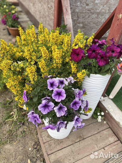 Фалярис. Вербейник. Кохея