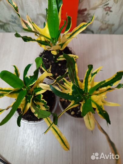 Кротоны Мамми и другие