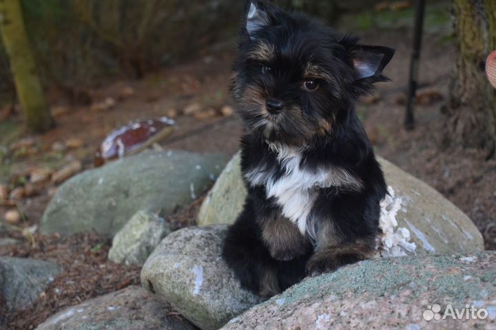 Йоркширский терьер черный