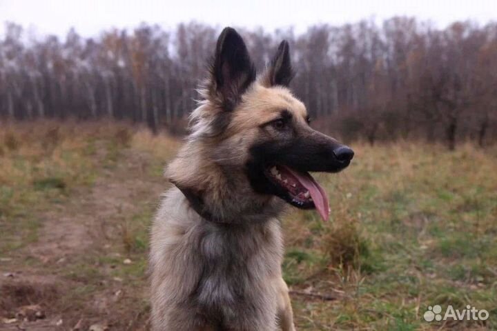 Я Ронни.И я так сильно тебя жду