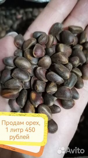 Продам кедровый орех 2023