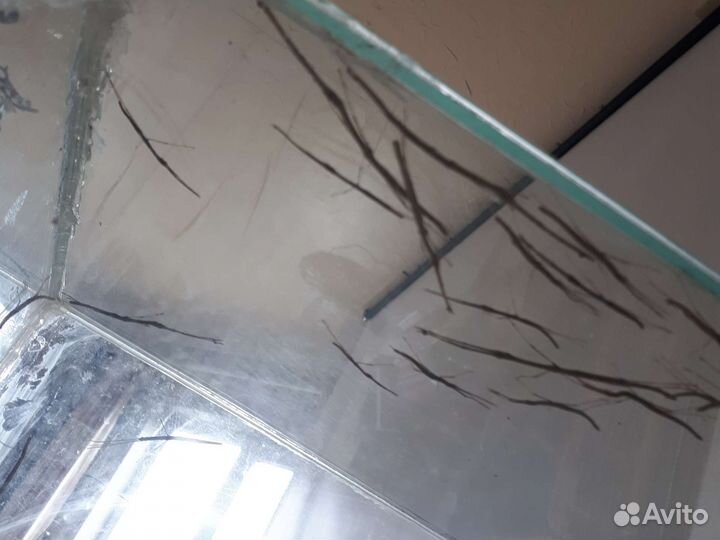 Экзотические насекомые