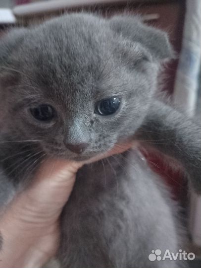 Вислоухие котята