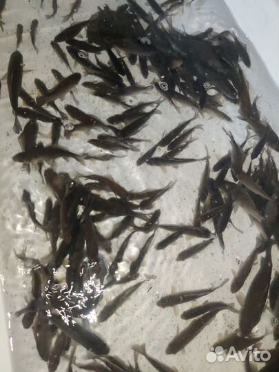 Живец для рыбалки карась